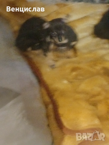 Пинчерчета, снимка 2 - Пинчер - 53850774