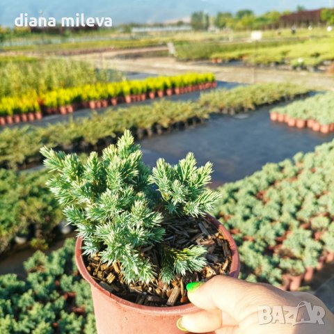Juniperus squamata 'Blue Star', Хвойна Синя Звезда, снимка 6 - Градински цветя и растения - 39479257