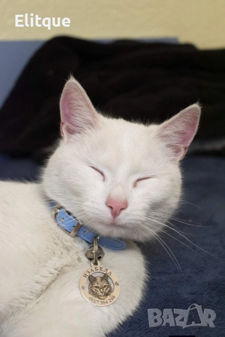 медальони за кучета от неръждаема стомана , снимка 2 - За кучета - 52741130