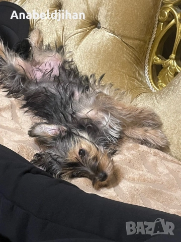 Йорки, снимка 5 - Йоркширски териер - 53826651