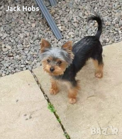 Мини йорки , снимка 2 - Йоркширски териер - 53761362