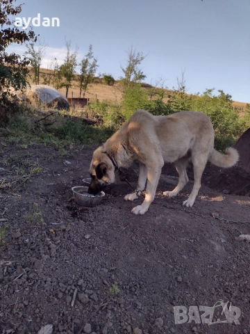 женска на 2 години