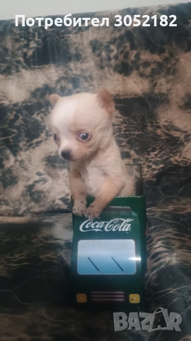 Свободно момче чихуахуа 