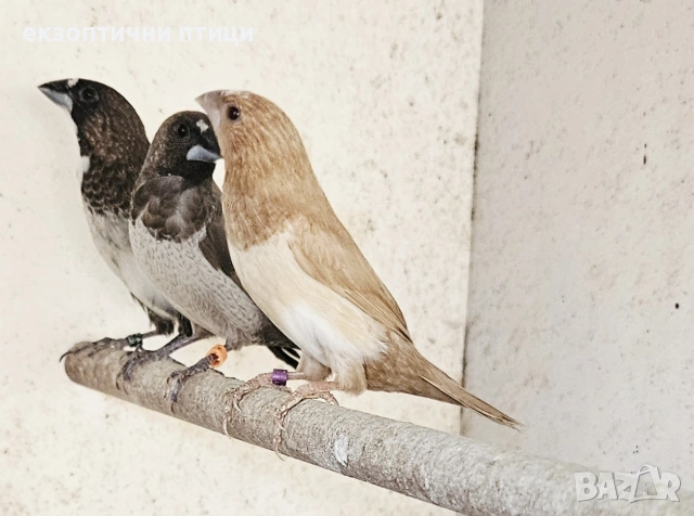 Продавам Японски Амадини , снимка 2 - Амадини - 53487592