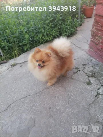 Померан Разплод  , снимка 1