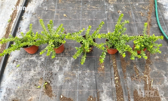 Лоницера , снимка 4 - Градински цветя и растения - 52029309