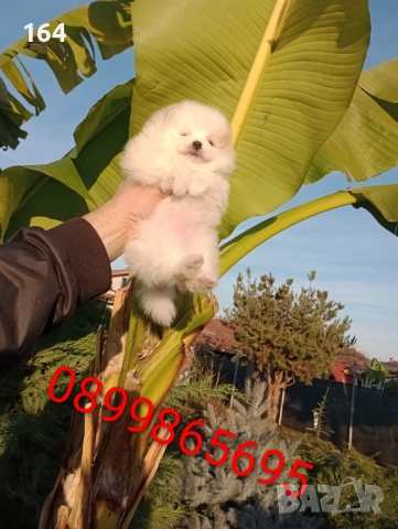 Померани. Реални снимки от 10.12.25 г. , снимка 11 - Померан - 52688511