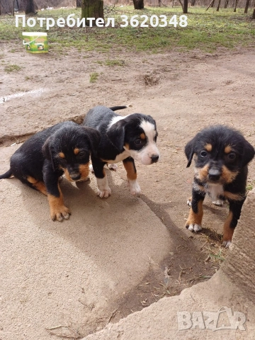 Ловни кучета, снимка 4 - Гонче - 53439326