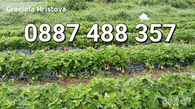 Продавам разсад ягоди , снимка 8 - Сортови семена и луковици - 53615558