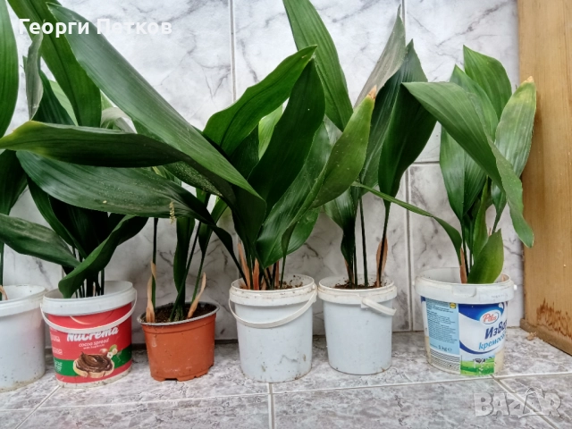 Аспидистра, с по 5-6 стръка в саксия , снимка 2 - Стайни растения - 52717894