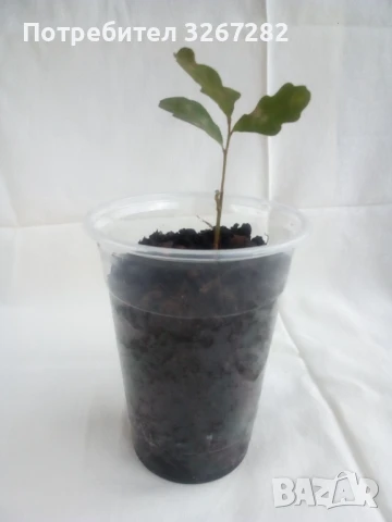 Дъб,Летен,Querca Robur,Разсад