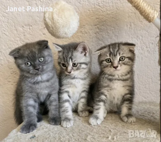 Клепоухи шотландски котета , снимка 4 - Британска късокосместа - 50742620