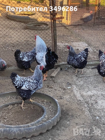 Яйца от Виандот, снимка 5 - други­ - 53771491