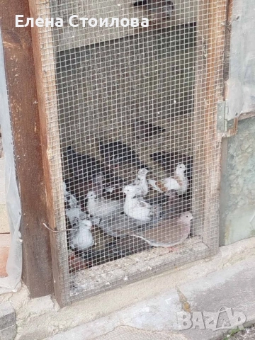 Гугутки и гълъби , снимка 10 - Гълъби - 53829038