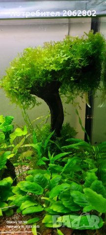 Аквариумни растения , корени .Пакети от много видове., снимка 12 - Оборудване за аквариуми - 41105255