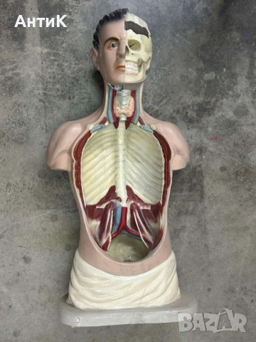 Соц Учебен Модел на Човешко Тяло Торс