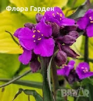 МНОГОГОДИШНИ ЦВЕТЯ - Коренища- ПРЕДВАРИТЕЛНИ ПОРЪЧКИ, снимка 16 - Градински цветя и растения - 53650042