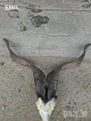 Рога Трофей череп от козел пръч