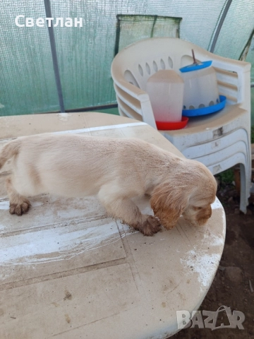 продавам кокер шпаньоли с две ваксини и паспорт        , снимка 3 - Кокер шпаньол - 52594477