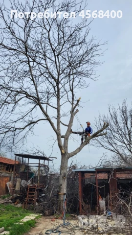 Премахване на опасни дървета , снимка 5 - Други услуги - 51406602