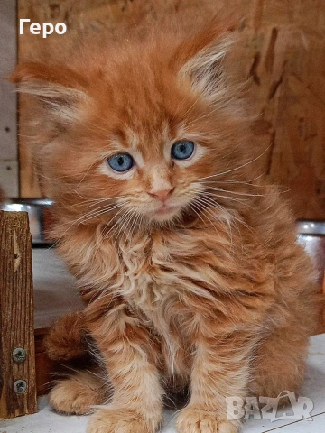 Мейн Куун , снимка 3 - Мейн кун - 53680156