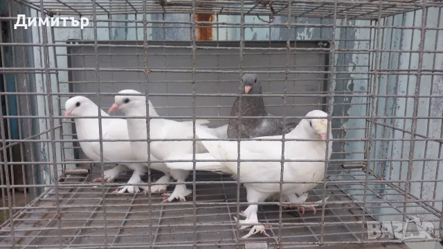 Мардини турски млади , снимка 2 - Гълъби - 56327348