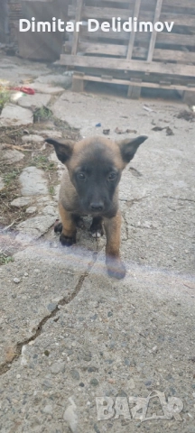 Белгийска овчарка - малиноа, снимка 2 - Белгийска овчарка - 52412283