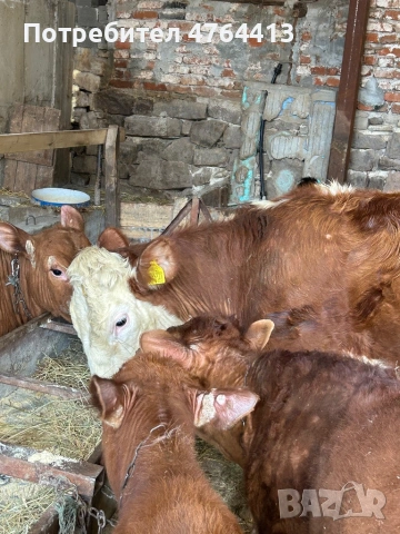 Продавам крави и телета, снимка 5 - Крави - 53828289