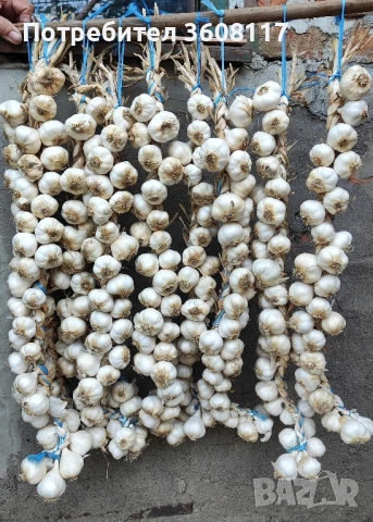 чесън пролетняк , снимка 3 - Други - 51117308