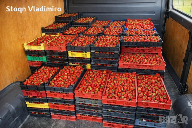 🍓 Качествен разсад – Малини и Ягоди 🍓 Предлагам висококачествен разсад (корени) от малини и ягоди,, снимка 3 - Разсади - 53595979