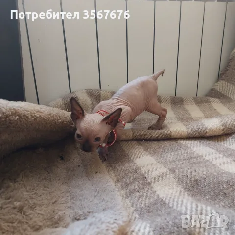 Чистокръвно коте сфинкс, снимка 10 - Сфинксове - 55976219