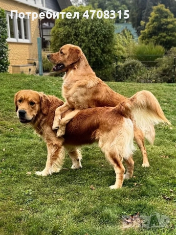 Голдън ретривър  момче родословен баща , снимка 13 - Голдън ретривър - 53604947