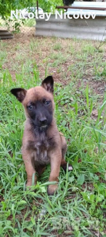 Белгийска овчарка, снимка 1