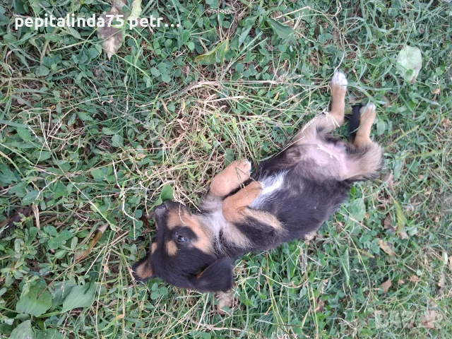 Adopt a puppy.4 кученца бяха изхвърлени !търсим осиновители