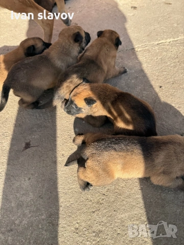 Белгийски овчарки малиноа , снимка 7 - Белгийска овчарка - 53033372