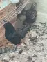 петел аяк кемани, снимка 1