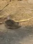 Пъдпъдъци Фараон, снимка 2