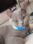 Шотланско коте въспитано , снимка 2