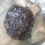 Грозде Отел - обрана асма, снимка 1