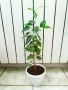 бял Бенджамин, Бегония , Хлорофитум , снимка 9