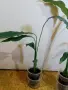 Spathiphyllum Sebastian , снимка 2
