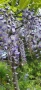 Вистерия/ глициния, снимка 7