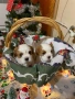 Малки кученца порода Кавалер Кинг Чарлз Шпаньол , снимка 6