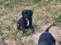 Малки кученца Бретон шпаньол , снимка 11