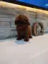 Пудел Той/Poodle Toy, снимка 7