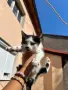 Подарявам пет малки котенца!, снимка 4