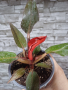 Филодендрон red, снимка 1 - Стайни растения - 44764505