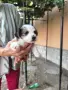 Продавам джак ръсели бебета, снимка 2