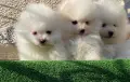 Померан померанче мини, снимка 4