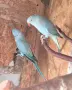 малък александър чифт , снимка 2